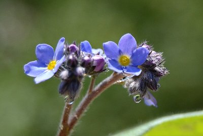 myosotis forget me not spominica   dsc_0301iiNpb