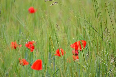 Papaver rhoeas poljski mak DSC_8894xpb