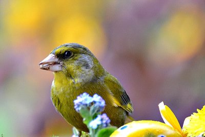 Carduelis chloris  zelenec DSC_0513xpb