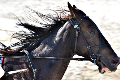Trot race  kasaške dirke dsc0019xxpb
