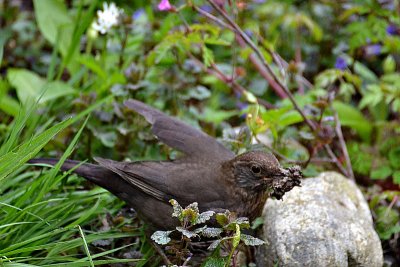 Turdus merula kos 0730_xpb
