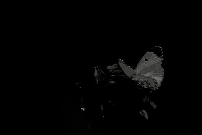 Butterfly DSC_0059xpb