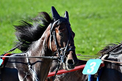 Trot race  kasake dirke dsc_0141xpb