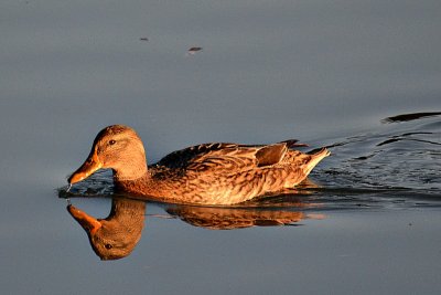 Duck DSC_0720fpb