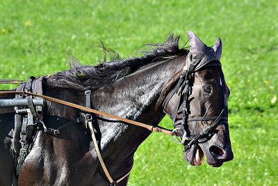 Trot race  kasake dirke dsc_0114ixpb