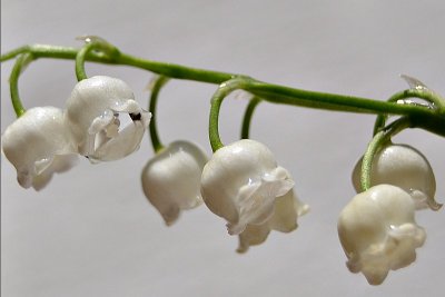 Lily of the valley Convallaria majalis marnicadsc_0153pbT