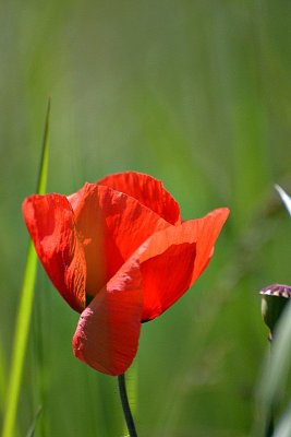 Papaver rhoeas poljski mak DSC_0591xpb