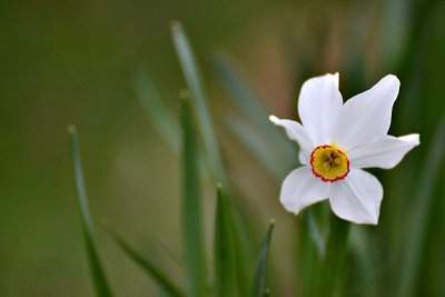 Narcissus narcisa DSC_0861xpb