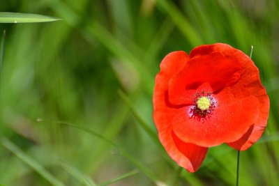 Poppies poljski mak DSC_0707xpb