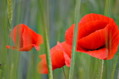 Poppies poljski mak DSC_0959xpb