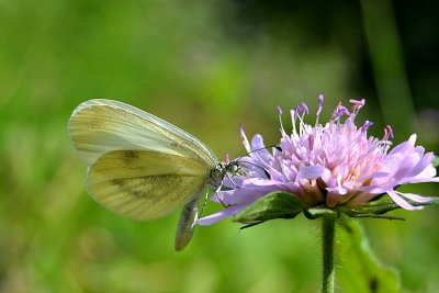 Butterfy and  flower  metulj in cvet dsc_0086xpb