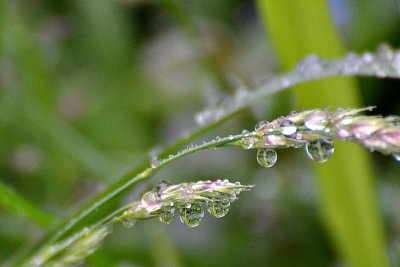 Grass with raindrops DSC_0489xpb