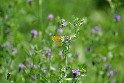 Butterfly  in the medow dsc_0977ypb