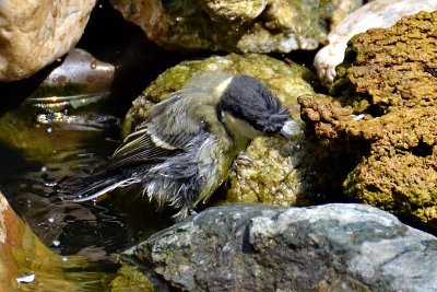 Parus major  velika  sinica DSC_0270vNpb