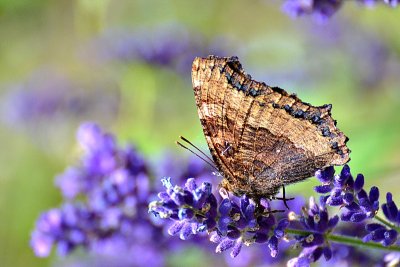 Butterfly DSC_0185xpb