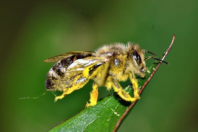 Bee čebela DSC_0387xpb