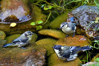 Tits DSC_0430xpb