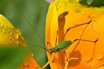 Orthoptera & California poppy DSC_0143xpb