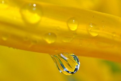 Sunflower Drops  DSC_0061gpb