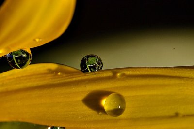 Sunflower Drops  DSC_0622xpb