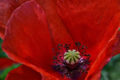 Poppy DSC_0762xmarupb