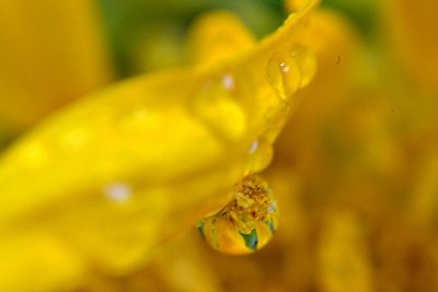 Sunflower Drops  DSC_0037xpb