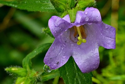  Campanula zvončica DSC_0302gpb