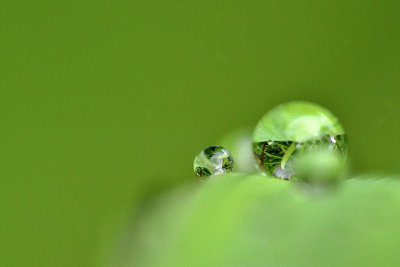 Green frnikole   DSC_0317xgpb