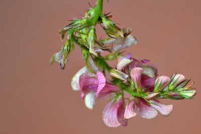  Onobrychis viciifolia navadna turška detelja DSC_0416xpb
