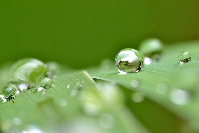 Rain drops  DSC_0315fpb