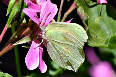 Gonepteryx rhamni citronček DSC_0281xpb