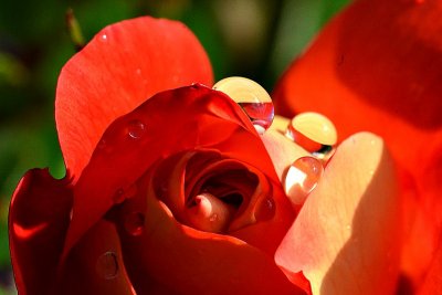 Rose & drops  DSC_0404xpb