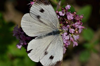Butterfly Pieris brassicae  kapusov belin  DSC_0017xgpb