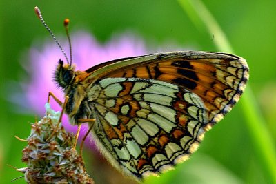 Butterfly DSC_0400xpb