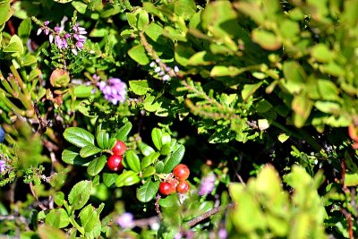 Vcowberry Vaccinium vitis-idaea brusnice DSC_0862xpb