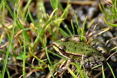 Little  green frog  mala zelena žabica  DSC_0230xpb 