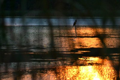 Mystery sunset on the pond  DSC_0903xpb