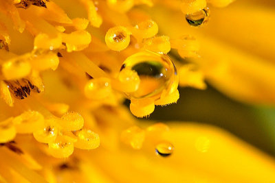 Sunflower & Drops  DSC_0635xgpb