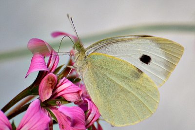 Butterfly Pieris brassicae  kapusov belin DSC_0142xpb