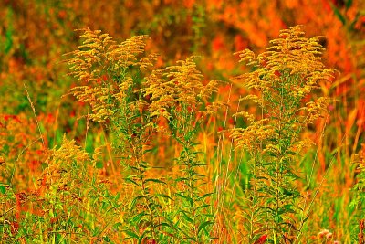 Autumn colors  DSC_0934xpb