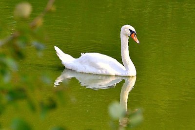 White swan in the green water  DSC_0712xpb