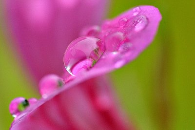 Pink raindrops of love  DSC_0358xpb