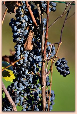 Vine stok in autumn trta jeseni DSC_0152ypb