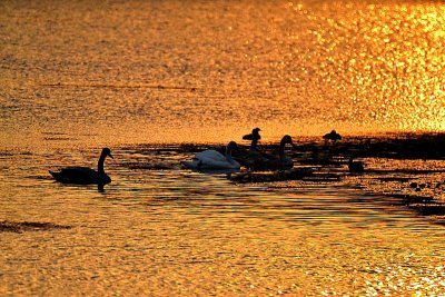 Swans labodi  on golden pond DSC_0788xpb