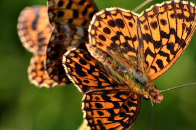 Butterflies courtships   DSC_0591xpb