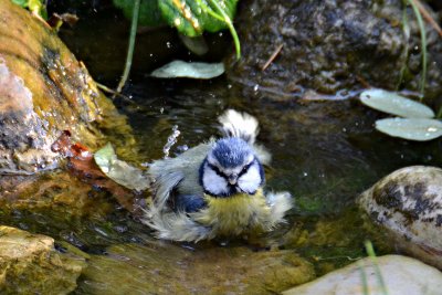 Blue tit cyanistes caeruleus plavček  DSC_0394xpb