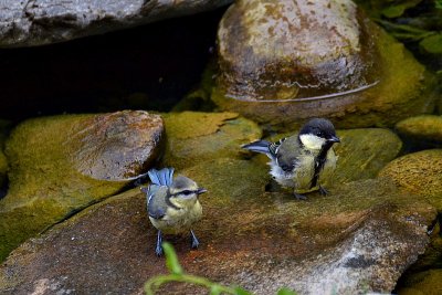 Couple  Blue tit &  Parus major  DSC_0649