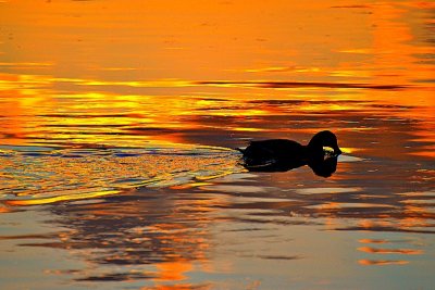 Duck in the sunset   DSC_0283xpb