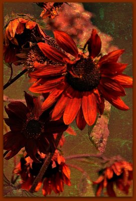 Red sunflowers DSC_0129gpb
