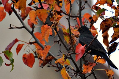 Turdus merula kos DSC_0606xpb